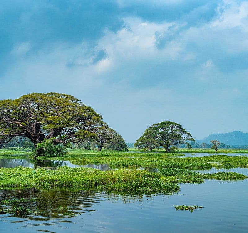 Wirawila Lake: The Avian Mirror